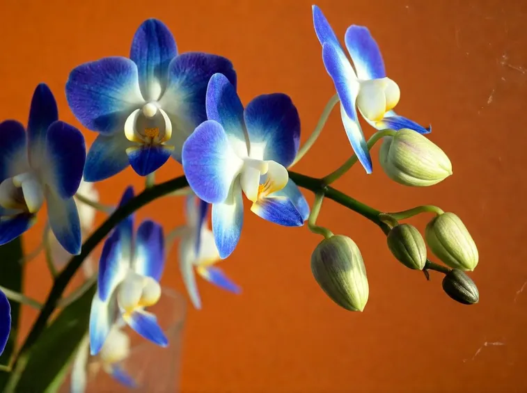 orchidee blu
