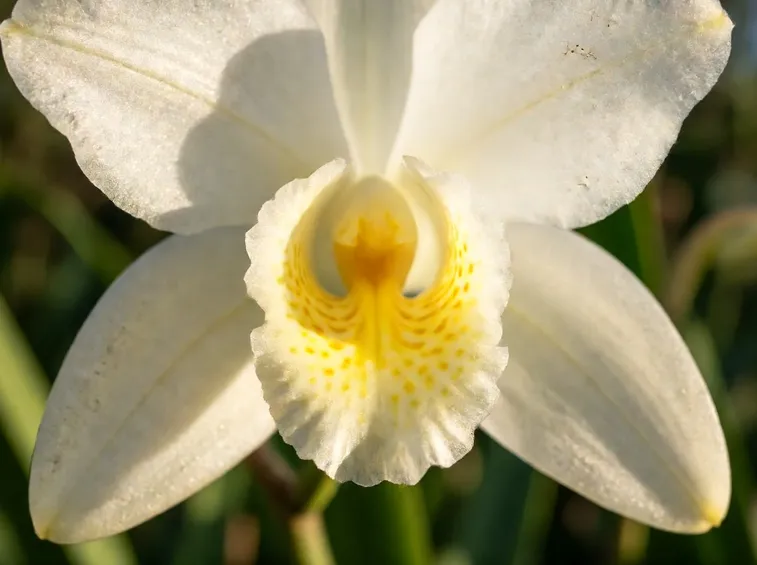 orchidea cimbidium