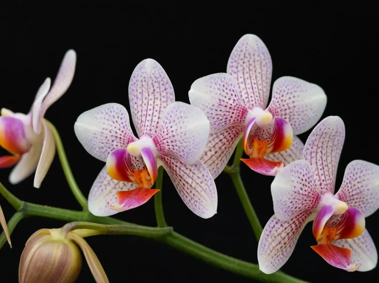 orchidee variegate