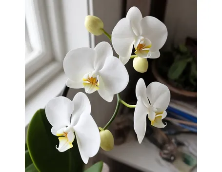 orchid