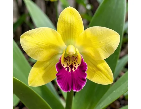 orchidee cattleya
