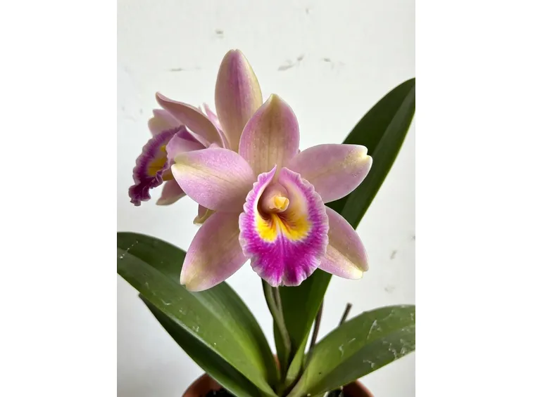 Orchidee Cymbidium rosa