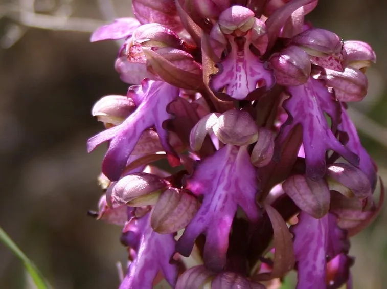 orchidea varlia