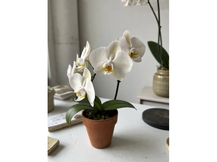 Orchidea