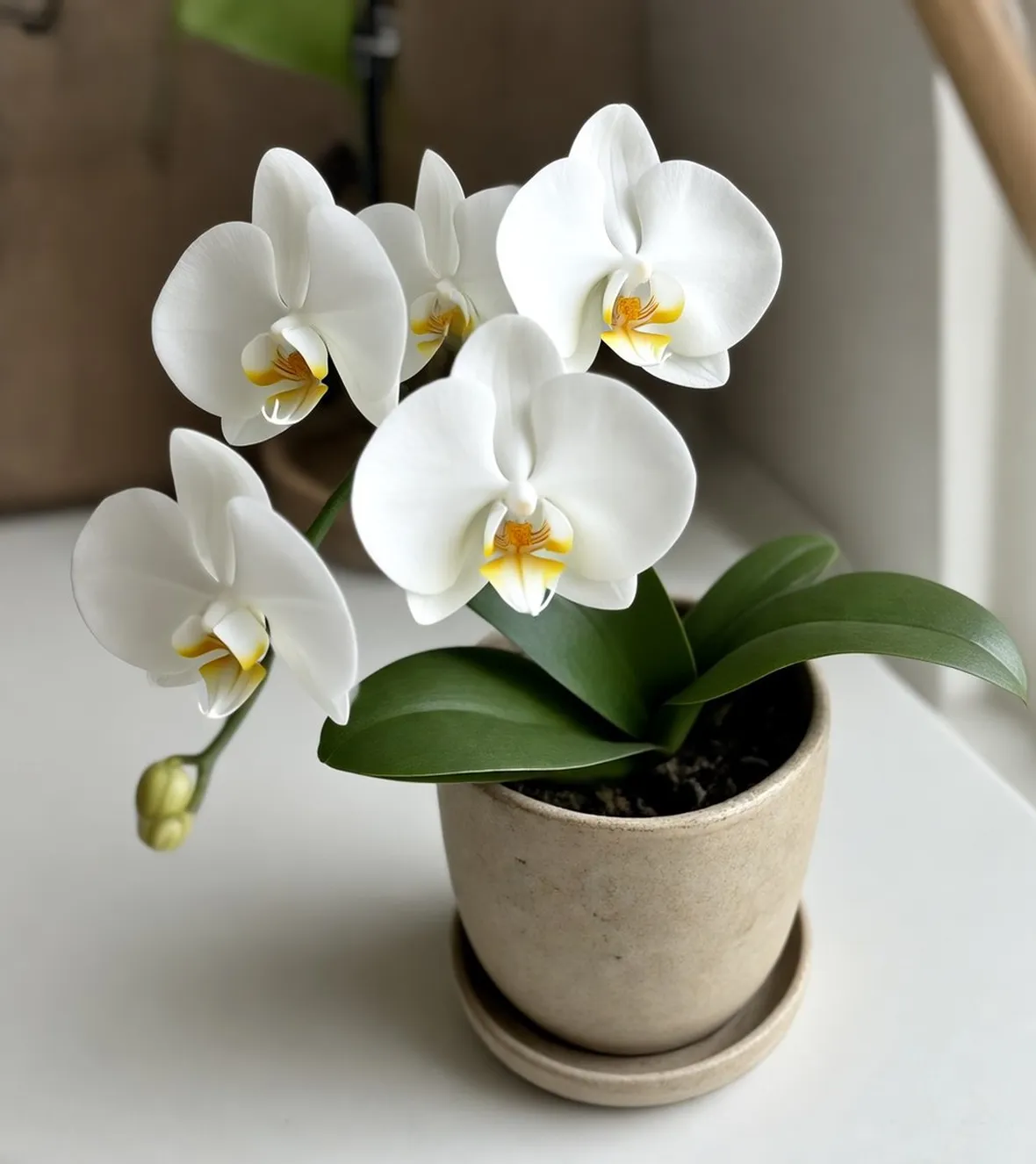 orchidee