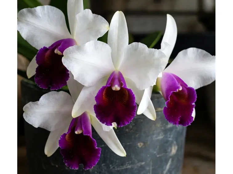 orchidee rare