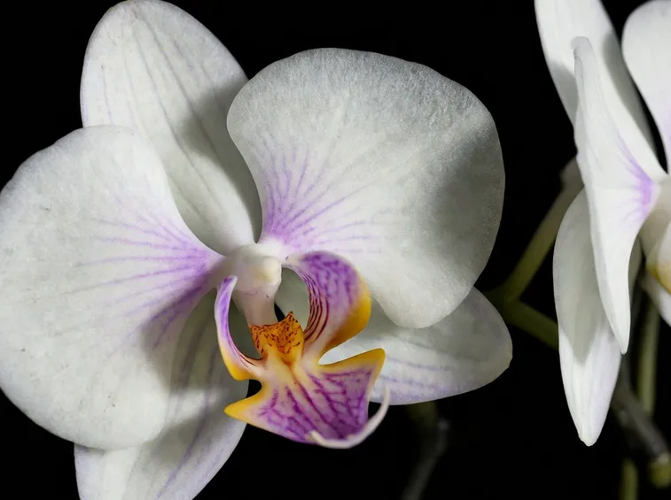 orchidea