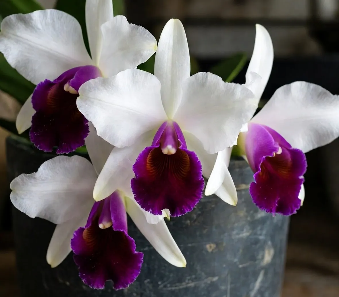 orchidee rare