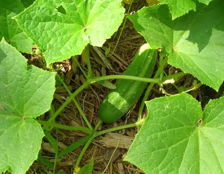 coltivare cetrioli