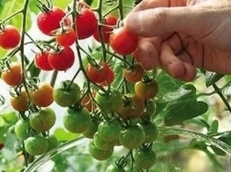 pomodori