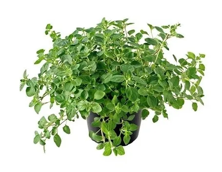 origano