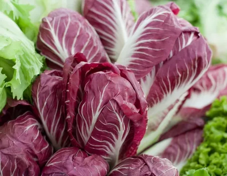 Radicchio trevigiano precoce