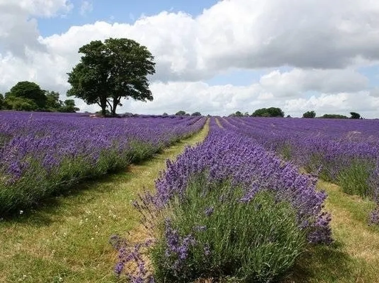 campi di malva