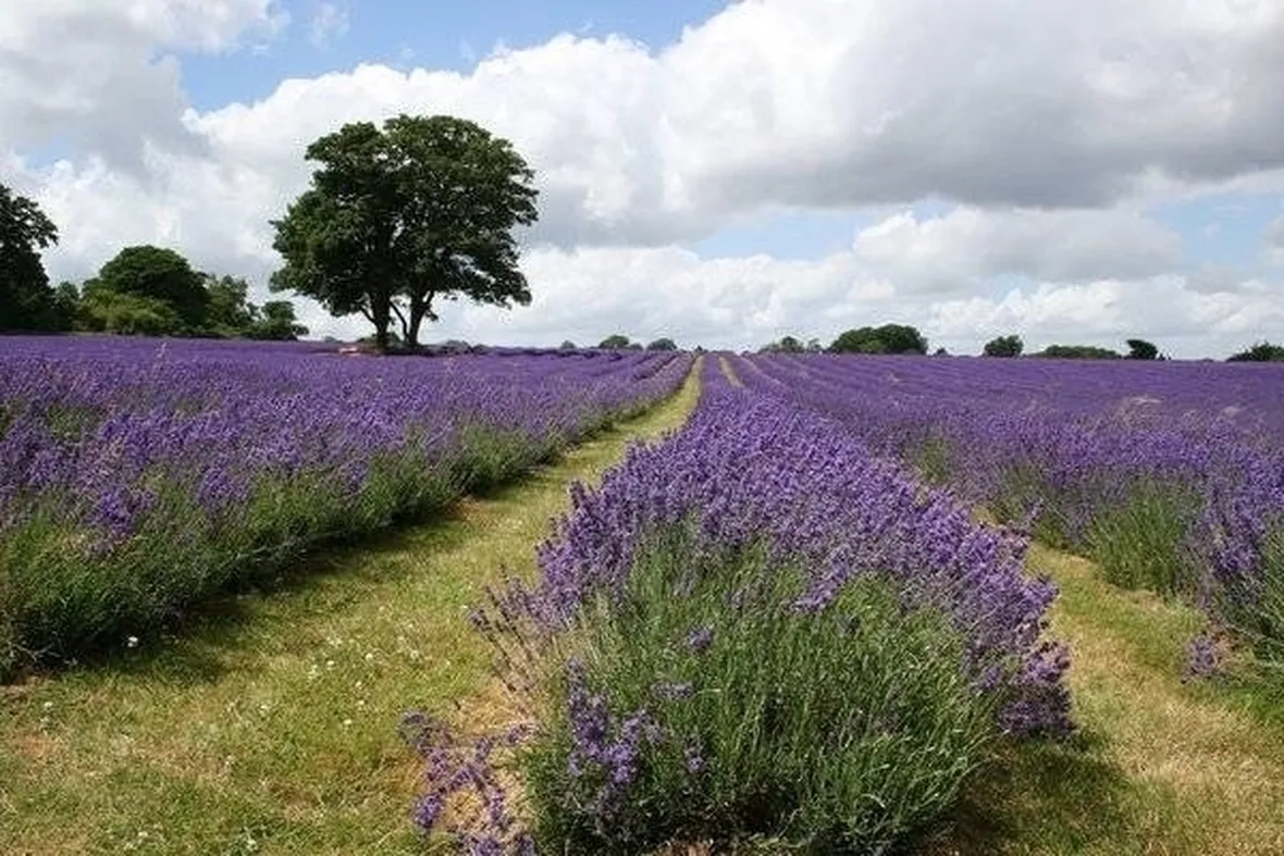 campi di malva