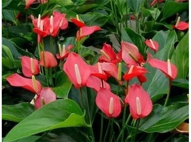 Anthurium