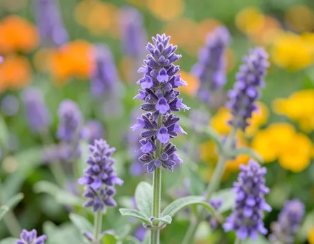 Fiori e piante