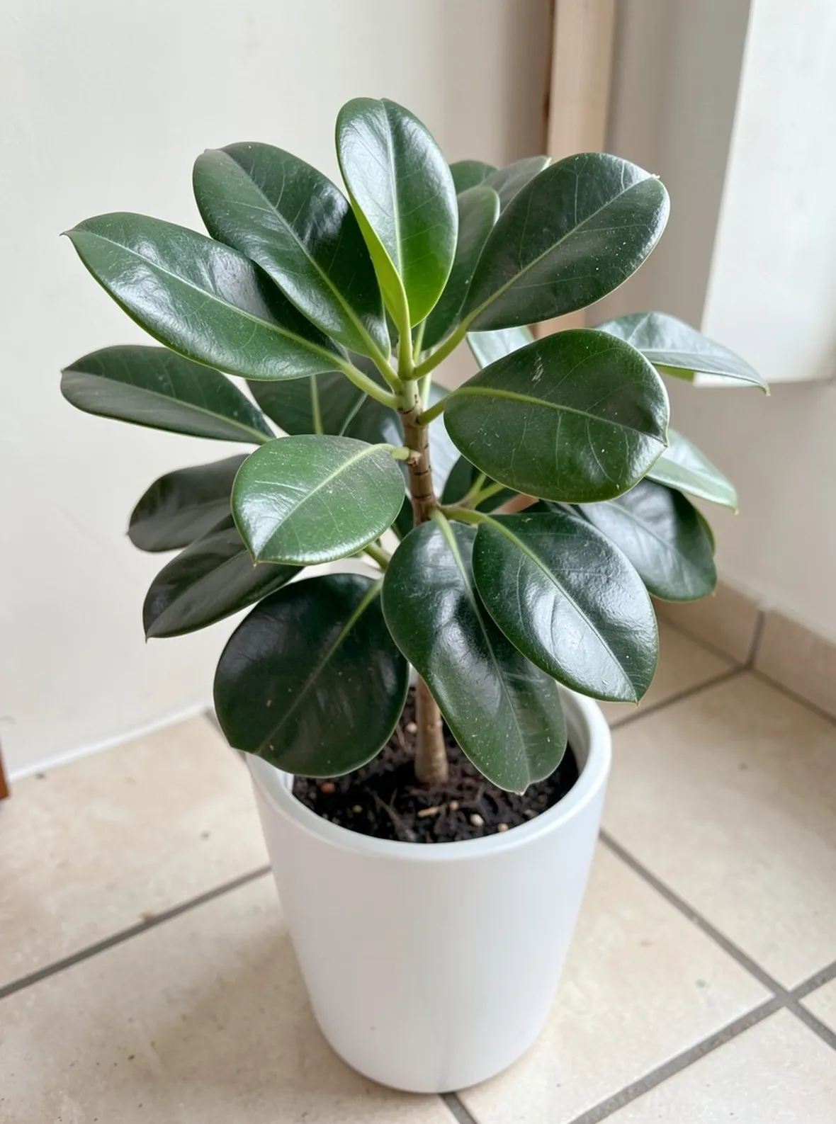 piante per ridurre l'inquinamento
