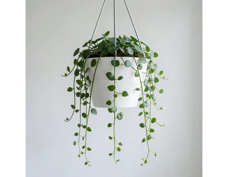 FICUS PUMILA