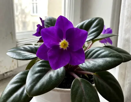 Violetta africana in casa