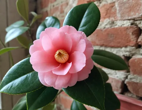 camelia
