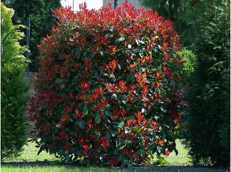 pianta di fotinia