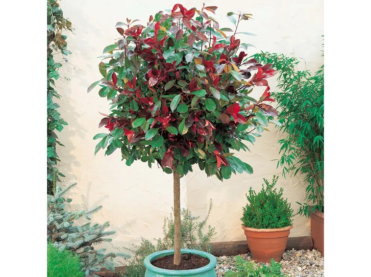come coltivare la photinia