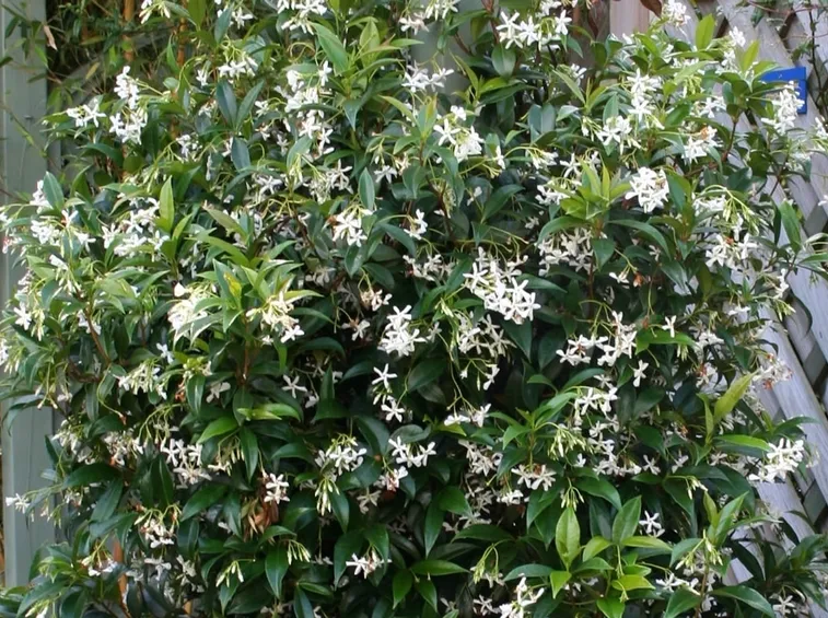 gelsomino