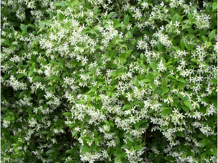 gelsomino rampicante