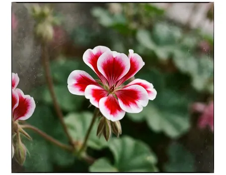 fiore gernaio