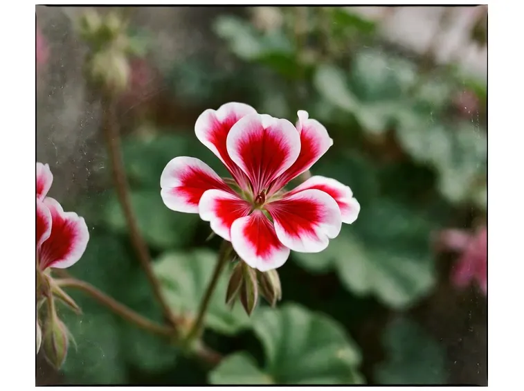 fiore gernaio