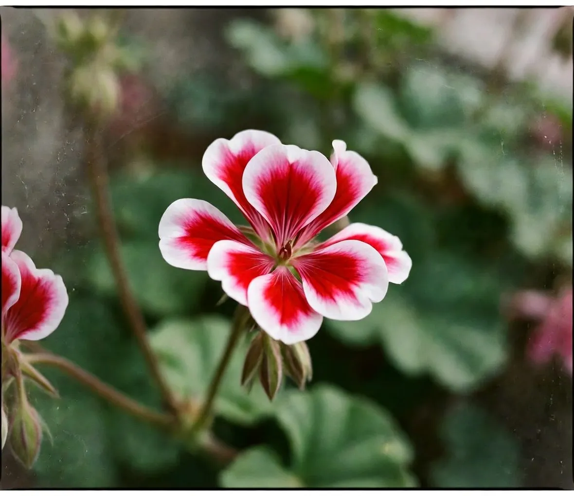 fiore gernaio