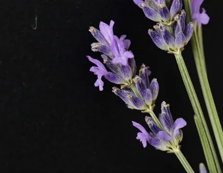 lavanda