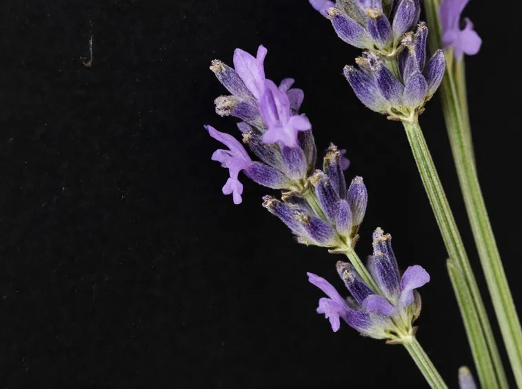 lavanda