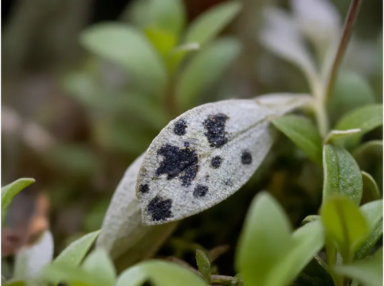 foglia di lavanda malata