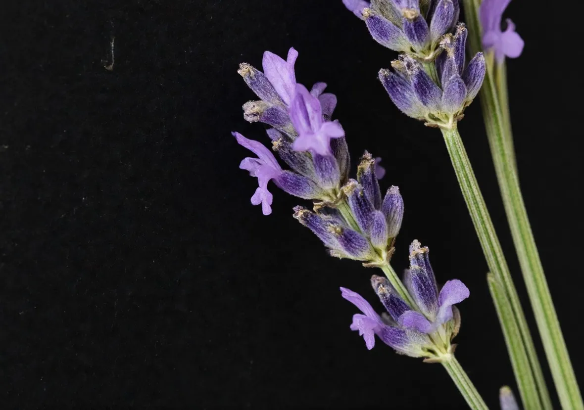lavanda