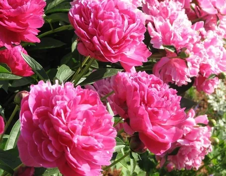 peonie