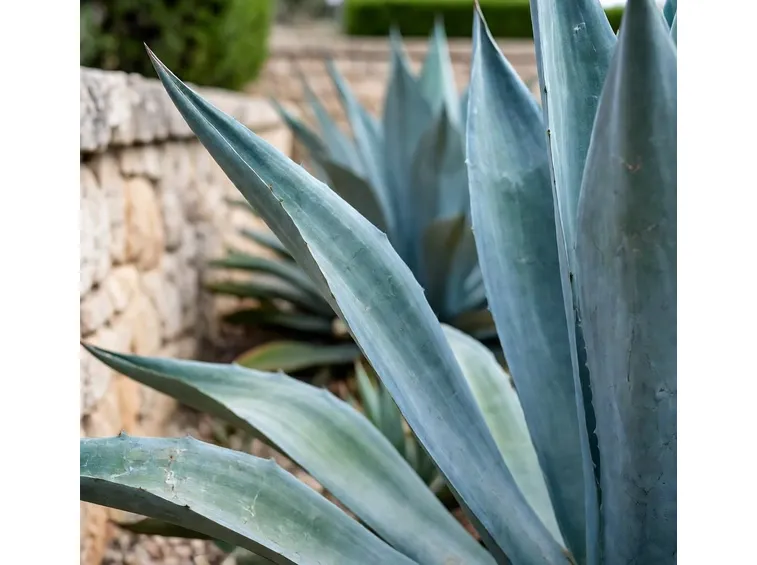 agave americana