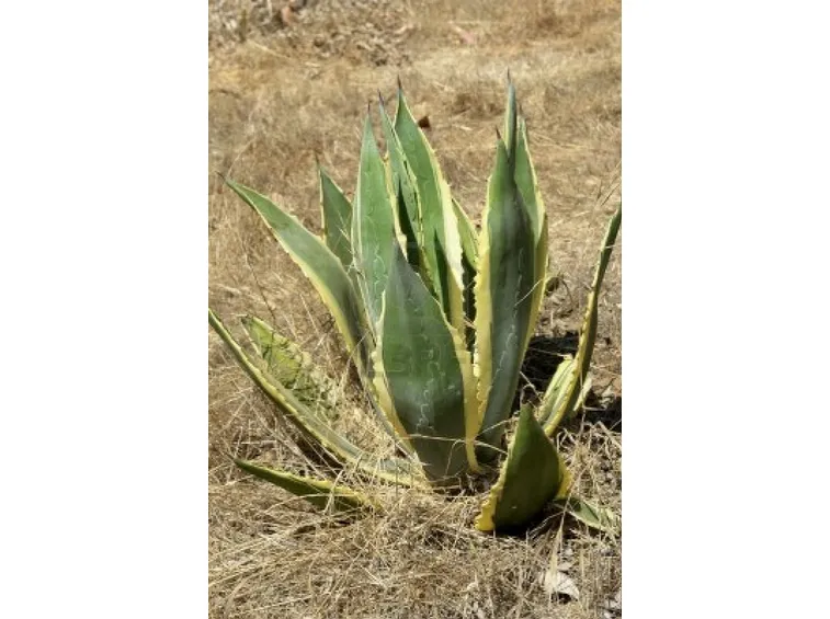 agave americana in natura