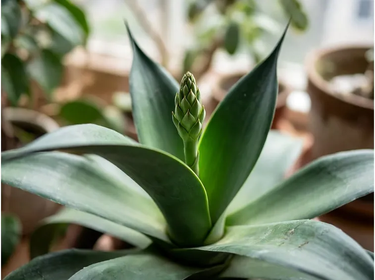 foglia di agave americana