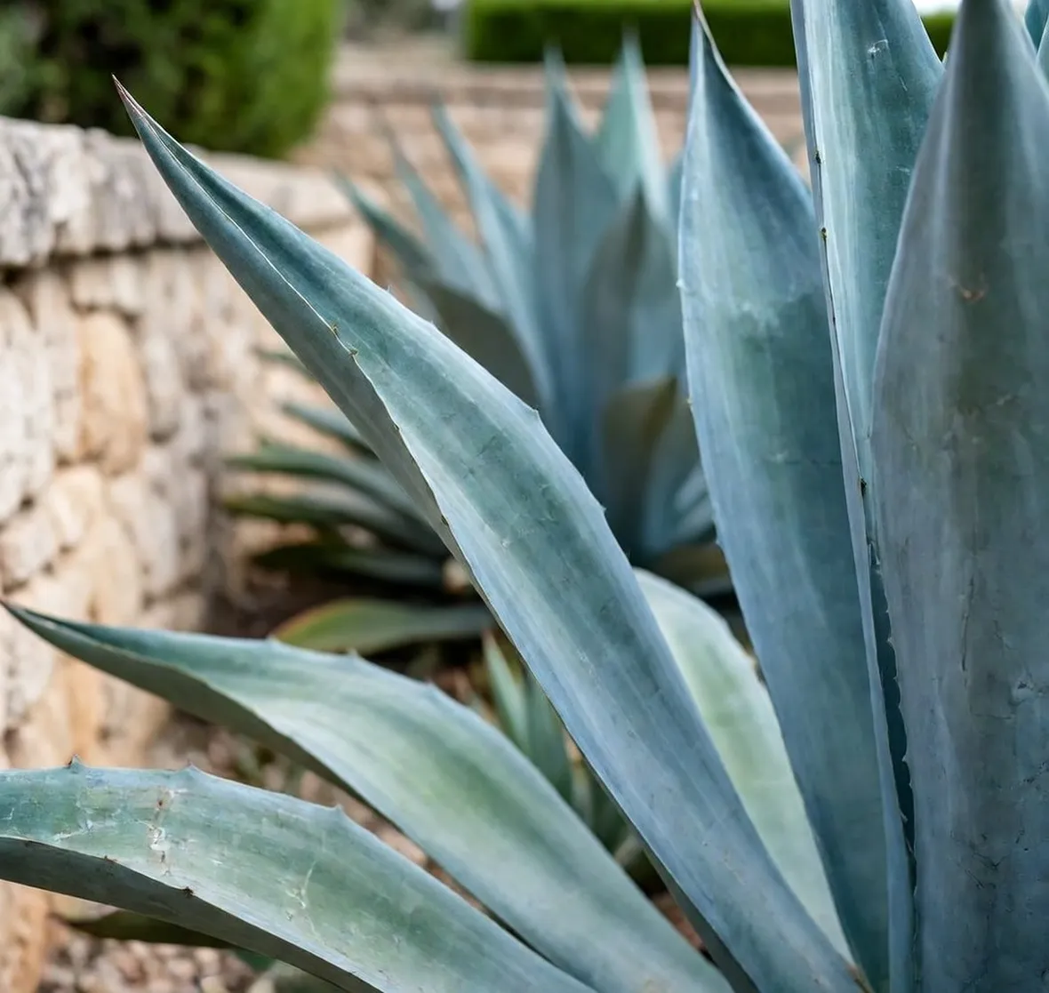 agave americana