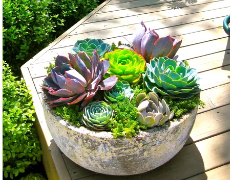 piante grasse in vaso