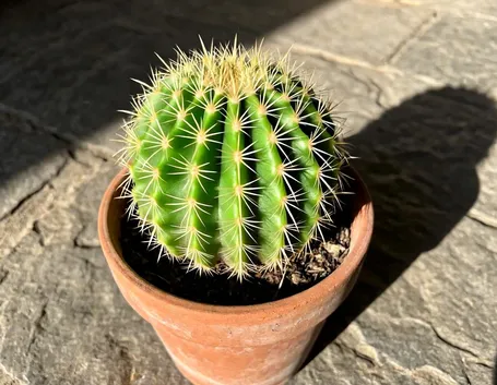 piante grasse