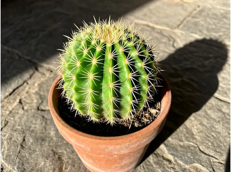 piante grasse
