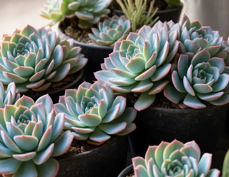 piante succulenti